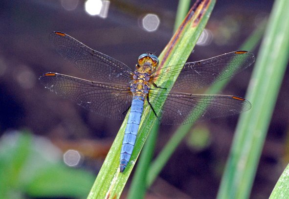 Orthetrum coerulescens